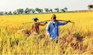 সুনামগঞ্জে রোপা আমনের বাম্পার ফলন