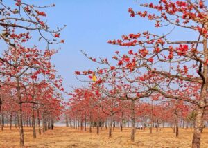 বসন্তের আগমনে সেজেছে সুনামগঞ্জের শিমুলবাগান