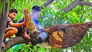 হারিয়ে গেছে মৌমাছির গুঞ্জন, বুনোফুলের রঙিন হাসি আর শৈশবের সেই অমৃতস্বাদ