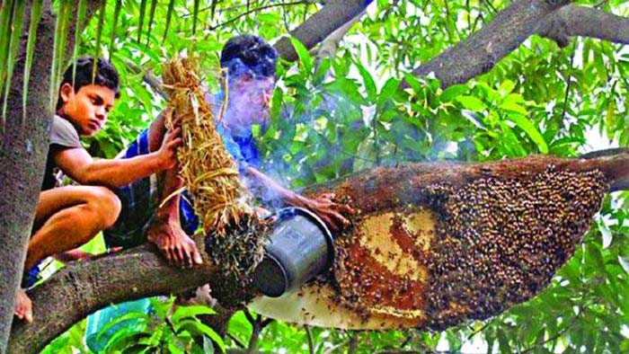 হারিয়ে গেছে মৌমাছির গুঞ্জন, বুনোফুলের রঙিন হাসি আর শৈশবের সেই অমৃতস্বাদ