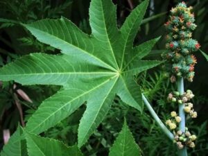 বিপুল সম্ভাবনাময় ভেন্না গাছ