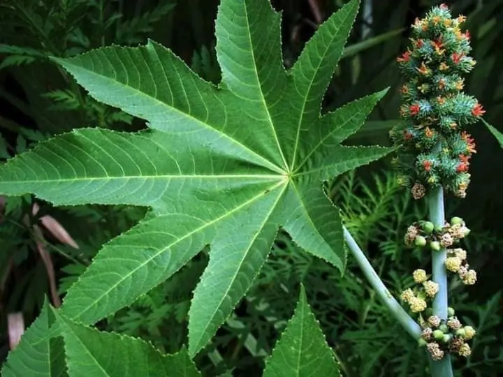 বিপুল সম্ভাবনাময় ভেন্না গাছ