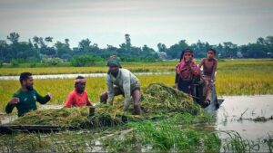 কিশোরগঞ্জে বৃষ্টিতে তলিয়ে গেছে ৩ হাজার হেক্টর ধানের জমি