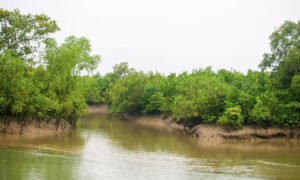 জীববৈচিত্র্য রক্ষায় সুন্দরবনে প্রবেশে তিন মাসের নিষেধাজ্ঞা