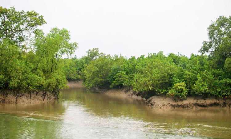 জীববৈচিত্র্য রক্ষায় সুন্দরবনে প্রবেশে তিন মাসের নিষেধাজ্ঞা
