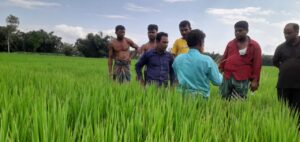 ভুল স্প্রে নাকি পাতার রোগ? ঠাকুরগাঁওয়ে ৭ বিঘা ধানক্ষেত নষ্টের নেপথ্যে কী?