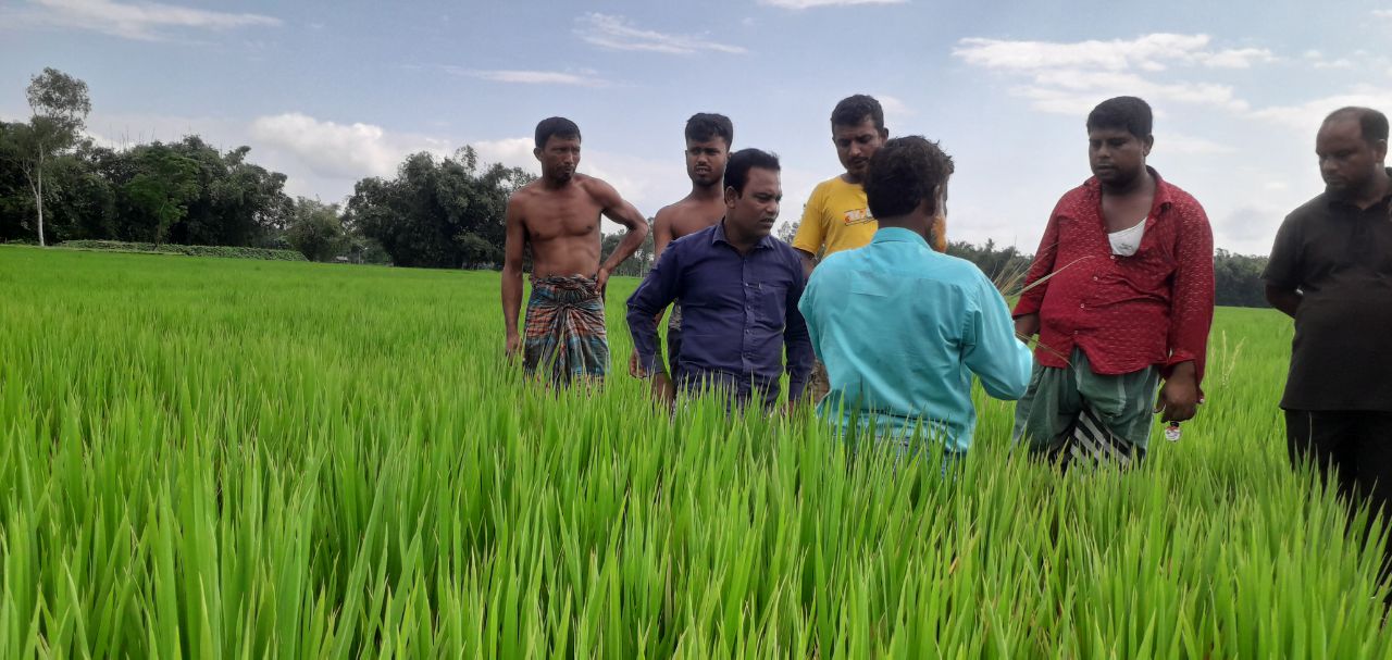 ভুল স্প্রে নাকি পাতার রোগ? ঠাকুরগাঁওয়ে ৭ বিঘা ধানক্ষেত নষ্টের নেপথ্যে কী?