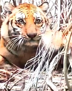 লালমনিরহাট সীমান্তে বাঘের আক্রমণে আহত ২, পিটিয়ে মারল এলাকাবাসী