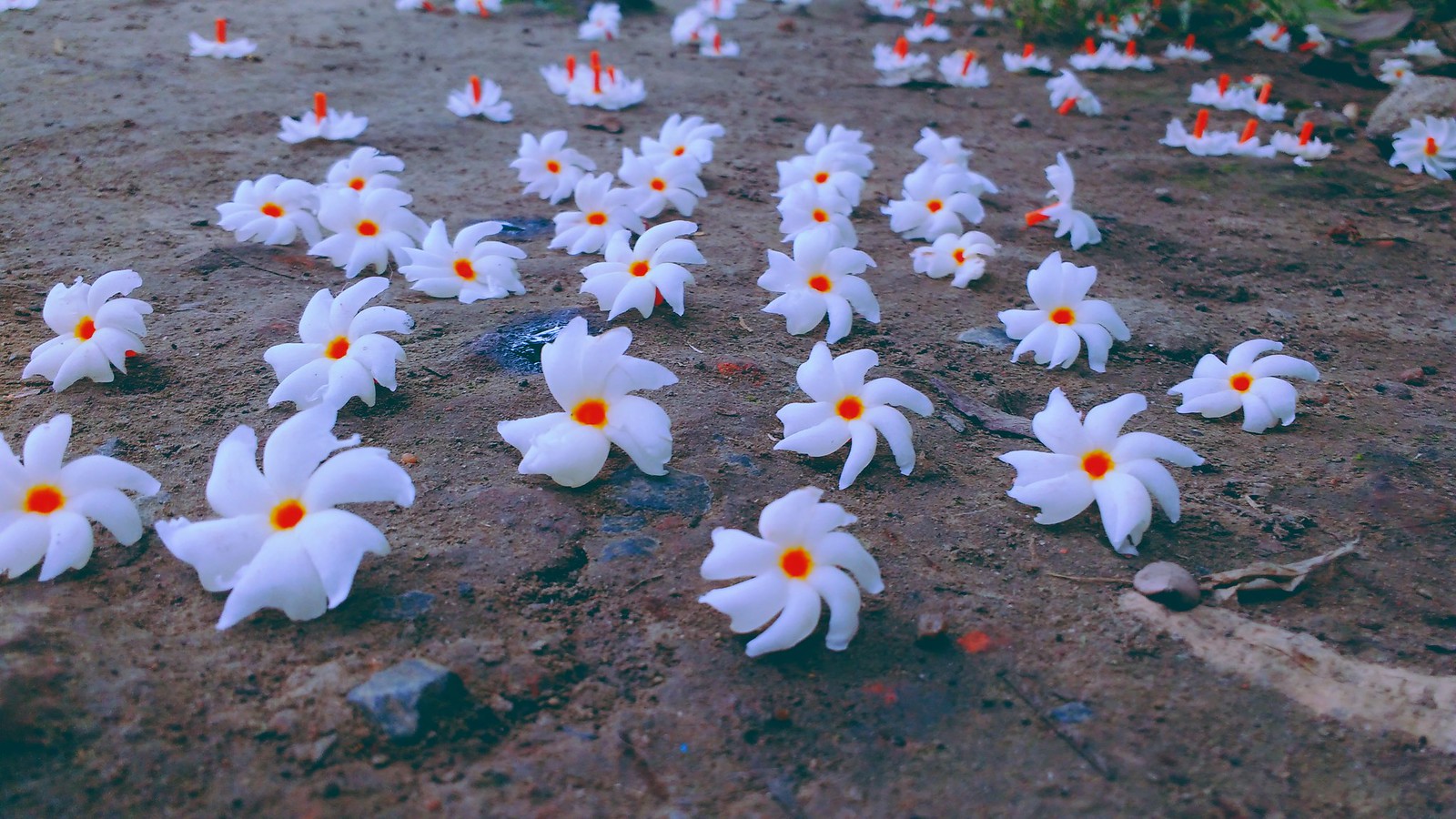 শিউলি ফোটা হাওয়া