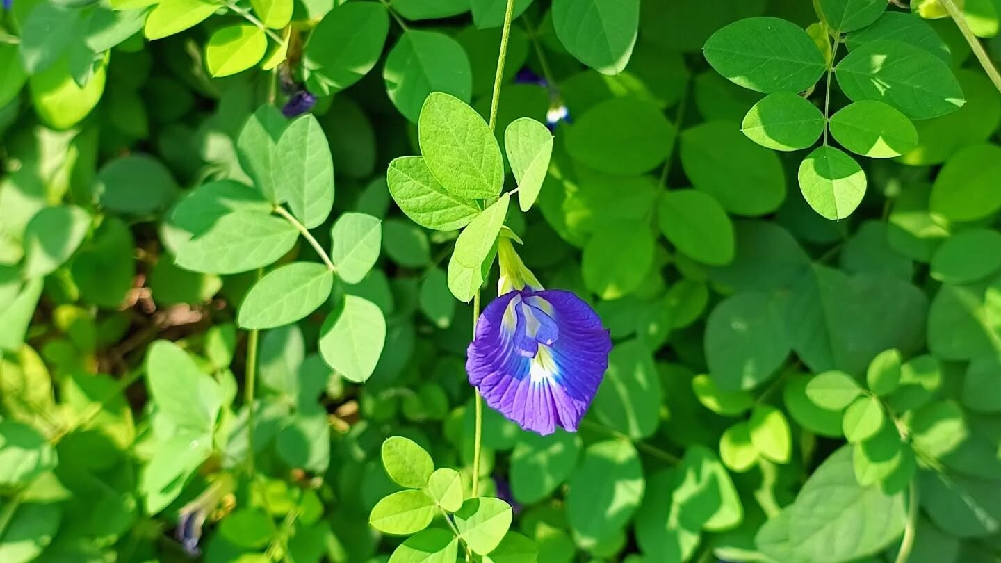 বারান্দার টবেই ফুটুক জাদুকরী অপরাজিতা
