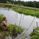কচুরিপানায় ঢাকা এক মৃতপ্রায় কুমার নদ
