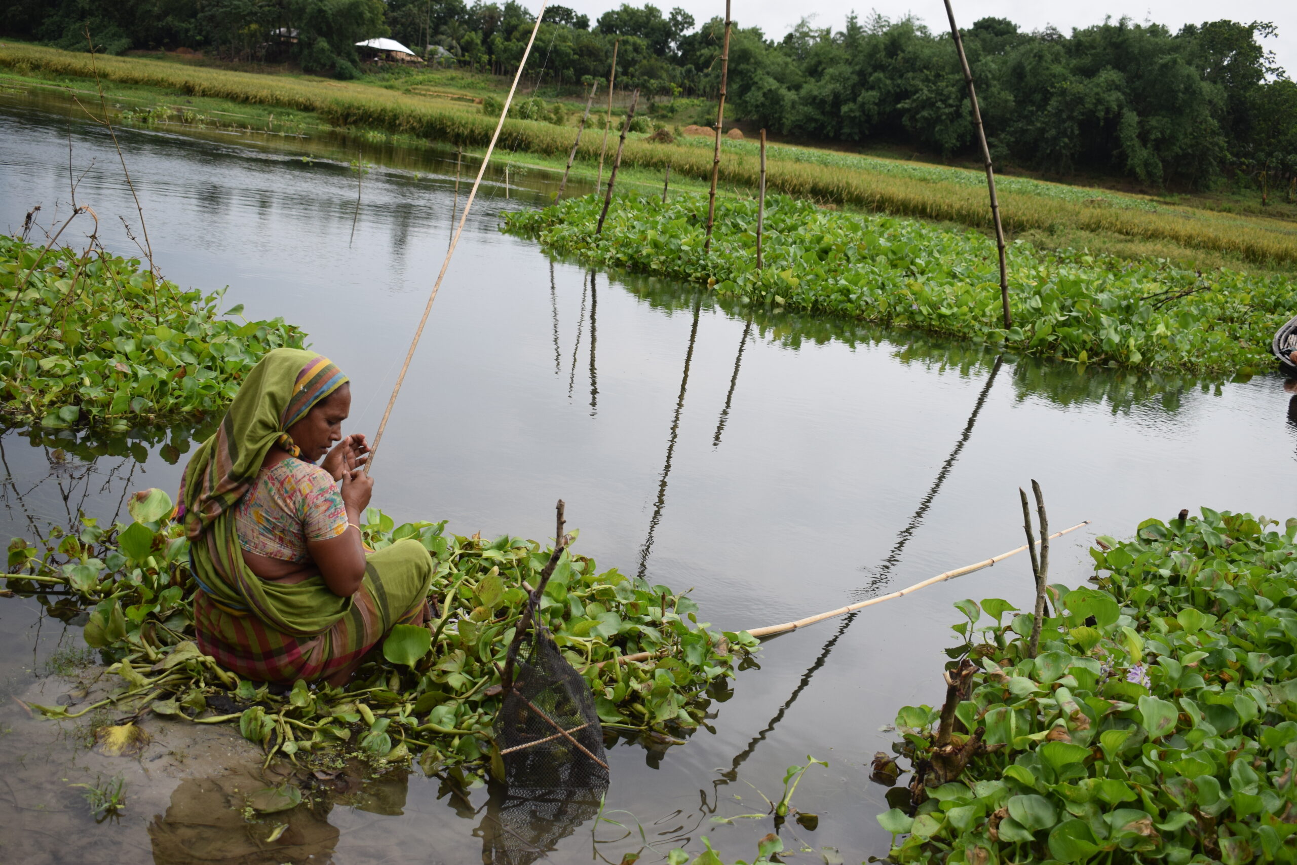 কচুরিপানায় ঢাকা এক মৃতপ্রায় কুমার নদ