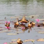 পাখির নিরাপদ আবাস নিশ্চিতে জাবি প্রশাসনের নতুন বিধিনিষেধ