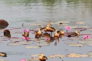 পাখির নিরাপদ আবাস নিশ্চিতে জাবি প্রশাসনের নতুন বিধিনিষেধ