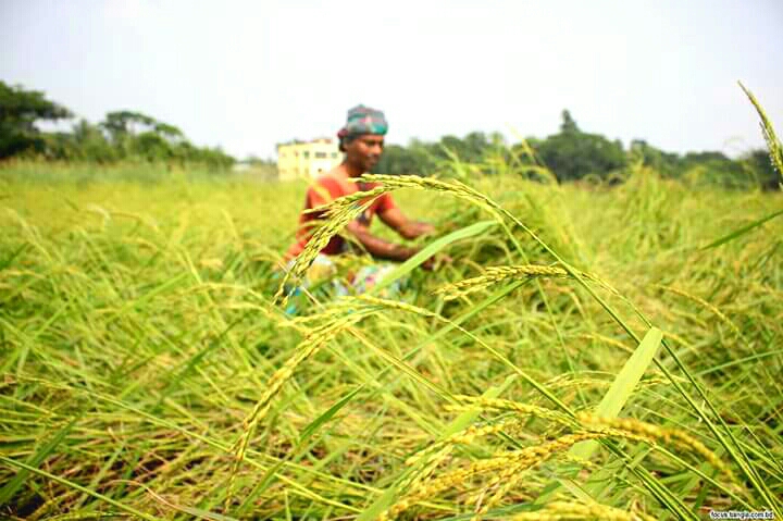 হেমন্তের আগমনী সুর