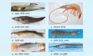 সুন্দরবনের নতুন ৭ প্রজাতির প্রাণীর ডিএনএ যাচ্ছে আন্তর্জাতিক জিন ব্যাংকে