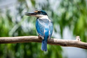 এক জাদুকরী মাছরাঙার গল্প